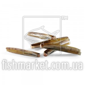 Морской черенок с/м Premier Seafarmers by Nature (NLD) 