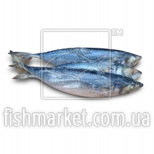 Скумбрия с/г с/м 600+ Sozacop (MAR) (24 кг)