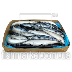 Скумбрія з/г с/м 500+ Global Fish (NOR)