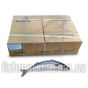 Скумбрия с/г с/м 400-600 Blumaris (ISL) (2x12,5кг)
