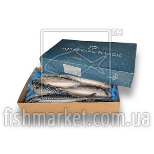 Скумбрія з/г с/м 600+ Fosnavaag Pelagic (NOR) 10 кг Скумбрія з/г с/м 600+ Fosnavaag Pelagic (NOR) 10 кг