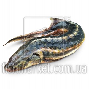 Осетр русский с головой (4-5 кг)