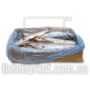 Лосось потрошеный с/г с/м 1-2 ORD Coast Seafood (NOR)