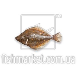 Камбала морская с/м