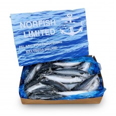 Скумбрия с/г с/м 500+ Norfish ltd (IRL)