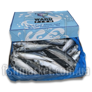 Скумбрия с/г с/м 400-600 Sean Ward (IRL) (20 кг) Скумбрия с/г с/м 400-600 Sean Ward (IRL) (20 кг)