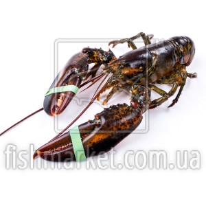 Лобстер живий Chix (CAN)