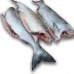 Горбуша б/г с/м Aqualine Seafoods (USA) (тот 550 кг)