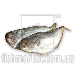 Пампаніто з/г с/м 150+ Nores Marin (ESP) Пампаніто з/г с/м 150+ Nores Marin (ESP)