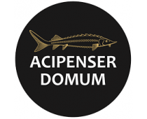 Acipenser Domum️