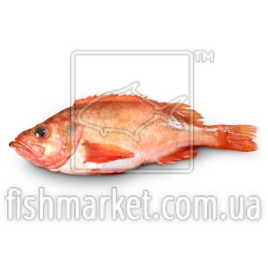 Окунь морський норвезький, з головою, с/м (ISL)