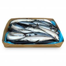 Скумбрия с/г с/м 500+ Global Fish (NOR)