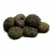 Зелений морський їжак