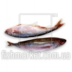 Красноглазка с/м с/г 500+ Красноглазка с/м с/г 500+