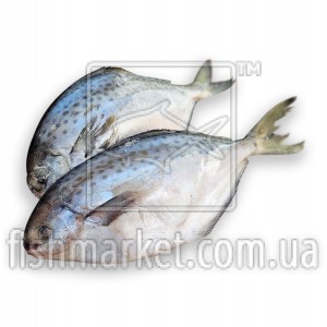 Пампаніто з/г с/м 200-400 Pescapuerta (ARG) Пампаніто з/г с/м 200-400 Pescapuerta (ARG)