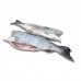 Чавыча тушка б/г с/м 1.8-3,6 Aqualine Seafoods (USA)