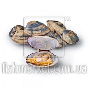 Вонголе 90-120, с/м Premier Seafarmers by Nature (NLD) 