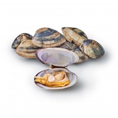 Вонголе 90-120, с/м Premier Seafarmers by Nature (NLD) 