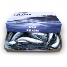 Скумбрия с/г с/м 400-600 Pelagia (GBR)